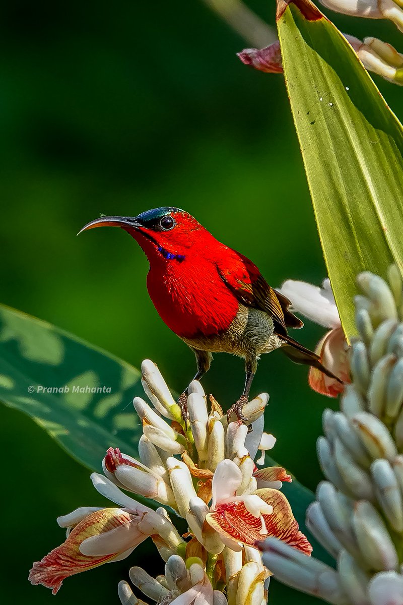 The Crimson Sunbird bring the #Red in the #VIBGYORinNature theme of #IndiAves 
#ThePhotoHour #birdphotography #BBCWildlifePOTD #birdwatching #NaturePhotography #birding #birds @NatureIn_Focus @NatGeoIndia @NatureattheBest @SonyBBCEarth @WildlifeMag