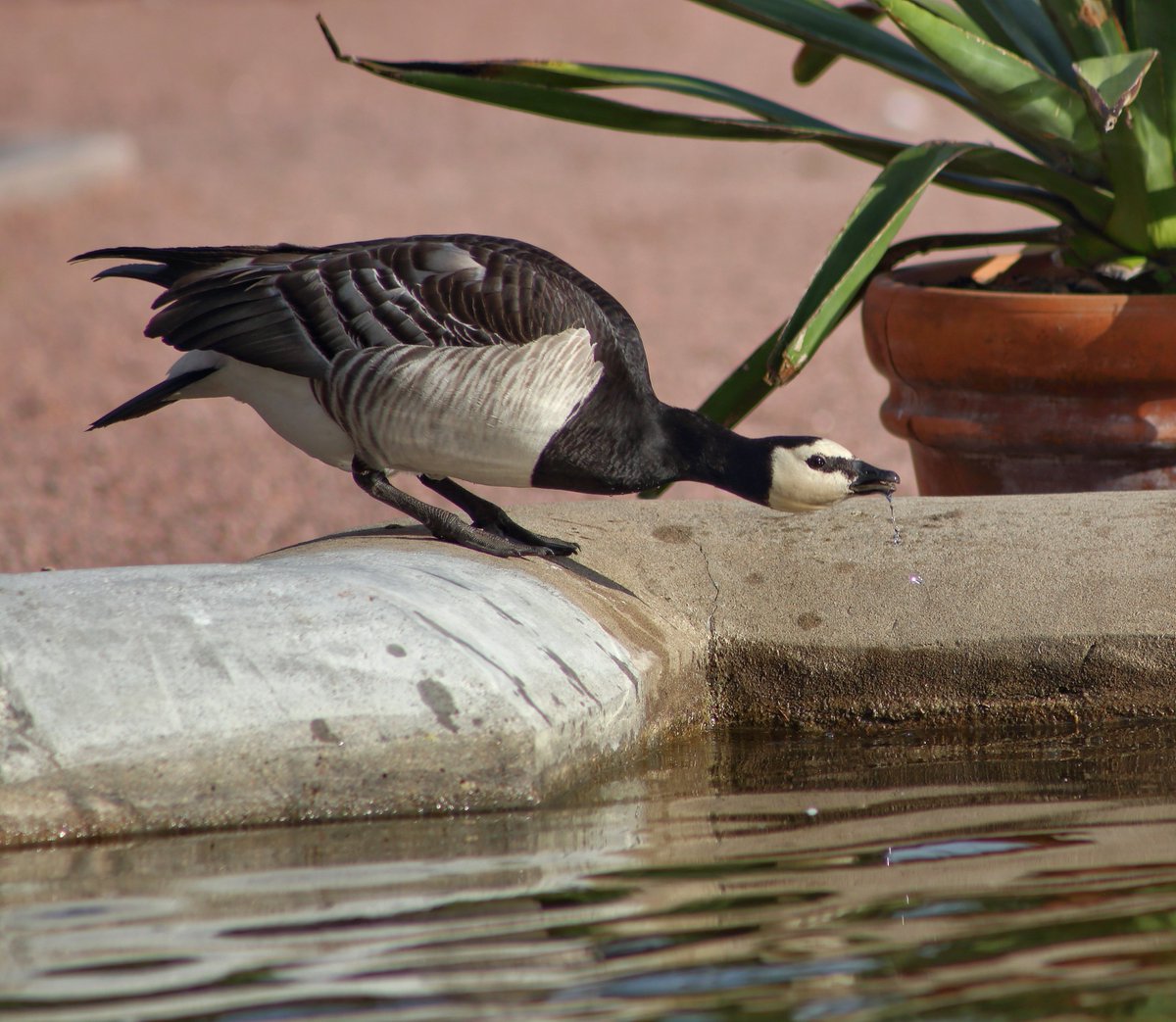 Barnacle goose was drinking from the fountain 24.6.2023 in Helsinki Finland.

#barnaclegoose #brantaleucopsis #bird #birdphotography #birdpics #birdphoto #birdpicture #birdwatching #kaisaniemi  #botanicgarden #helsinki #finland #gosro #canoneos6d #canon300mm #fountain