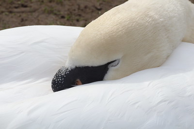 Gm! White color in nature is for beauty,  passion, purity!🌸🪻🐁🦢🦋

#nature #NaturePhotography #white #whitenature #floral #swan #closeupshot #beauty #beautifulnature #TwitterNatureCommunity #TwitterNaturePhotography