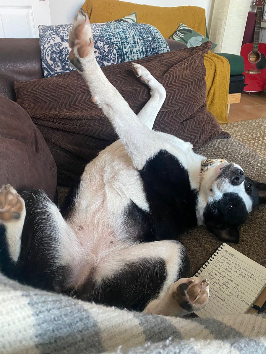 mumofrescuedogs's tweet photo. Lovebug Heidi needs a foster/forever home, currently in #CROYDON! Visit https://t.co/pTpPPPDs3K to find out more about her @UKRescueDogs @AdoptionsUk @K9Hour #adoptadoguk #ukrescuedogs #ukdogs #ukdogadoption #dogsoftwitter #k9hour #rehomingdogs #dogs #dog #TeamZay #rehomehour https://t.co/LBnVabpw0v