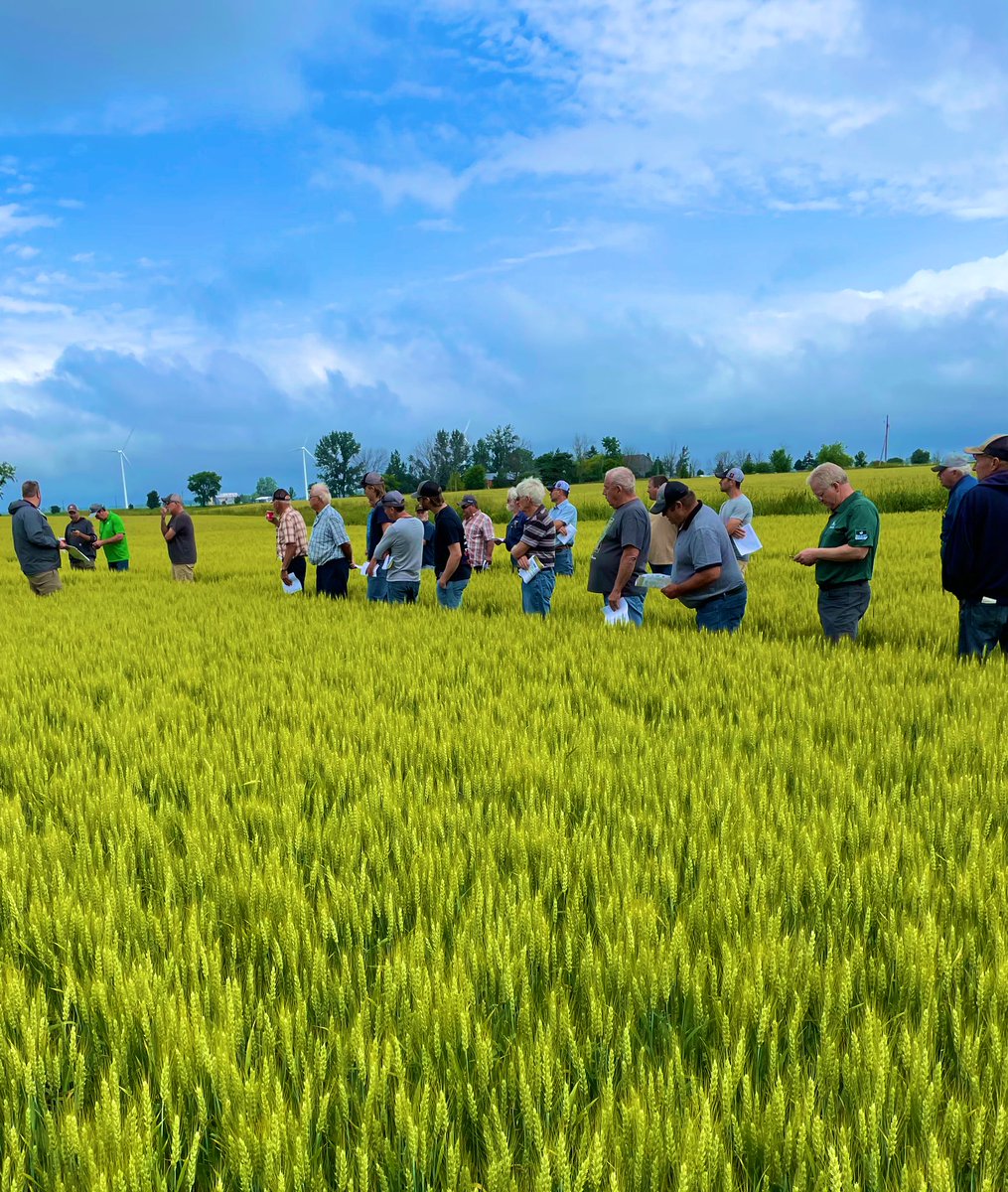 Tony Decorte (@tony_decorte) on Twitter photo Joined <a href="/Greg_Stopps/">Greg Stopps</a> to discuss all things <a href="/PioneerSeedsCA/">Pioneer Seeds Canada</a> wheat with <a href="/FredDurnin/">Fred Durnin</a> ās growers. Great wheat and blue skies! Joined <a href="/Greg_Stopps/">Greg Stopps</a> to discuss all things <a href="/PioneerSeedsCA/">Pioneer Seeds Canada</a> wheat with <a href="/FredDurnin/">Fred Durnin</a> ās growers. Great wheat and blue skies!