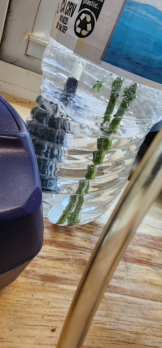 leafroe's tweet photo. Remember plants need water AND oxygen. Add a small bubbler to any plants in water to make them #groe faster and/or last longer.
#LEAFGROES
*Just be sure to change the water regularly and keep below 80° https://t.co/9OkuVC5ne8