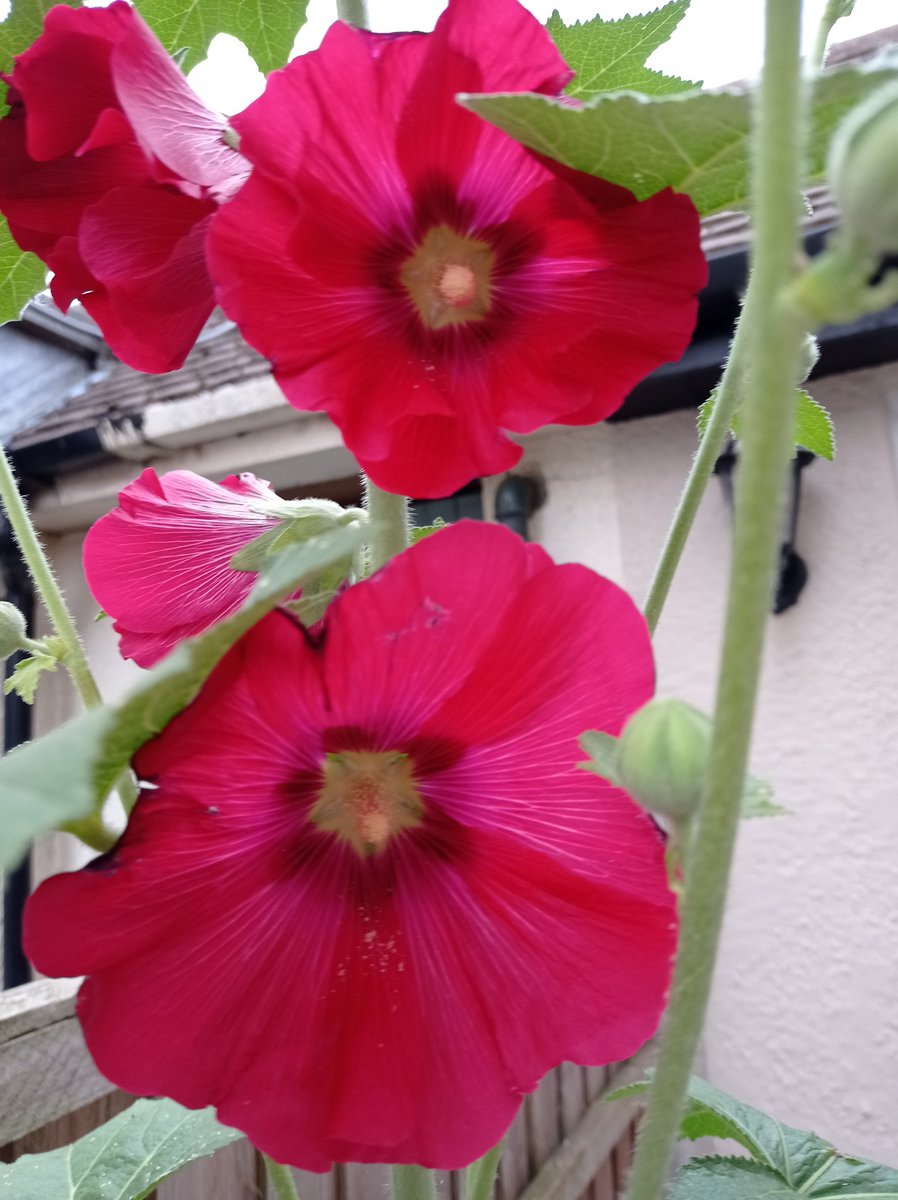 Day 27 #30DaysWild a nice surprise, a new colour hollyhock for me