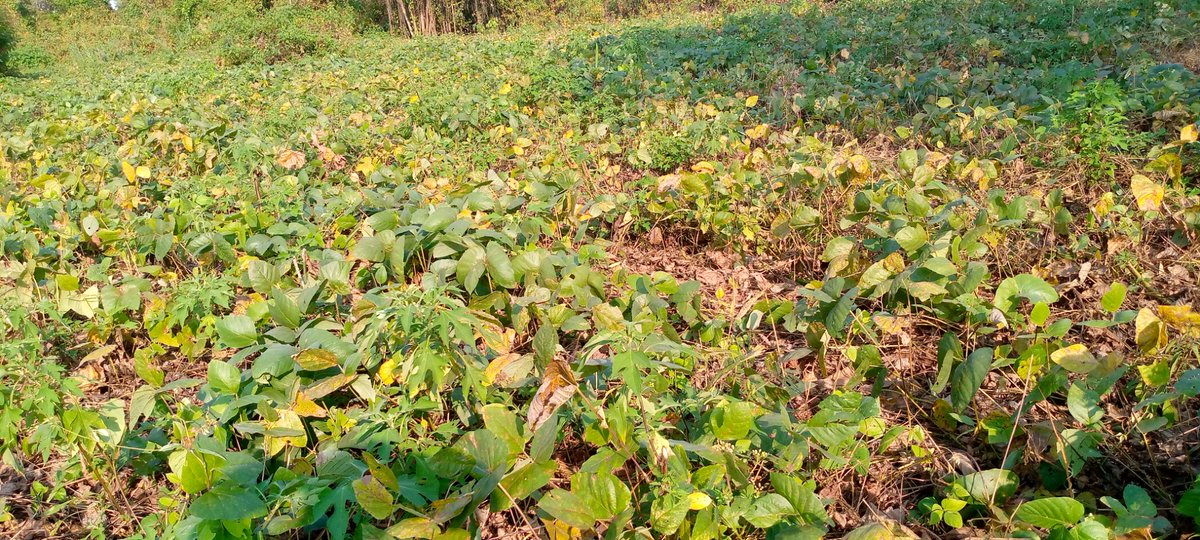 isabu_officiel's tweet photo. #Mucuna #Culture fourragère (aliments du bétail) au stade de maturité prêt à ê récolté. Cette culture aussi bénéfique est cultivée sur une superficie de 4.2ha.le Technicien de l'
@isabu_officiel
 Bukemba qui assure le suivi de cette culture se réjouit du X° attendue. @BMineagrie https://t.co/prsMwi7xl1