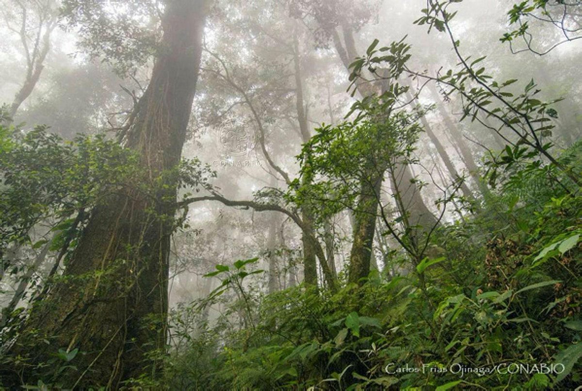 CONABIO on Twitter "☁️🌲☁️🌲 Bosques nublados🌲☁️🌲☁️ Los bosques nublados