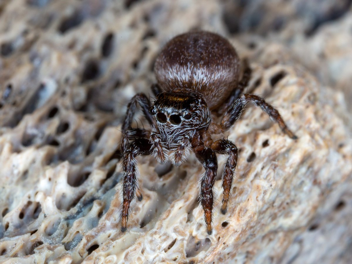 DanJohnsonAB's tweet photo. At lunch break - what is cooler than a jumping spider sitting on a dinosaur bone fossil in Alberta? 
#Salticidae
#spiders
#dinosaurs
#Hadrosaurus
#fossils
@EntSocAlberta https://t.co/rTR77bSoYH