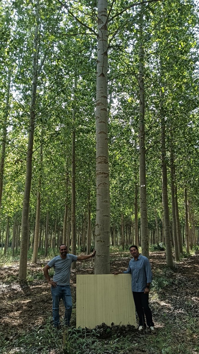 forestalesponfe's tweet photo. Ya tenemos numerosos informes de plagas y enfermedades de #chopo en #AppPopuli
Puedes enviar el tuyo en https://t.co/i7QezI05Il
Hoy hemos estado en campo con @Carlos24702813 y #BosquesyRios grabando un vídeo para @FGULEM explicando cómo funciona. Aquí tenéis tomas falsas 👌 https://t.co/zM3t8a2y9v