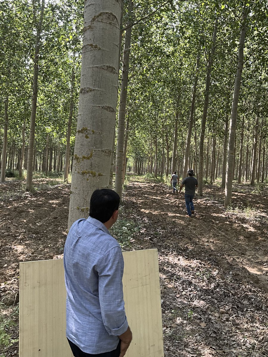 forestalesponfe's tweet photo. Ya tenemos numerosos informes de plagas y enfermedades de #chopo en #AppPopuli
Puedes enviar el tuyo en https://t.co/i7QezI05Il
Hoy hemos estado en campo con @Carlos24702813 y #BosquesyRios grabando un vídeo para @FGULEM explicando cómo funciona. Aquí tenéis tomas falsas 👌 https://t.co/zM3t8a2y9v