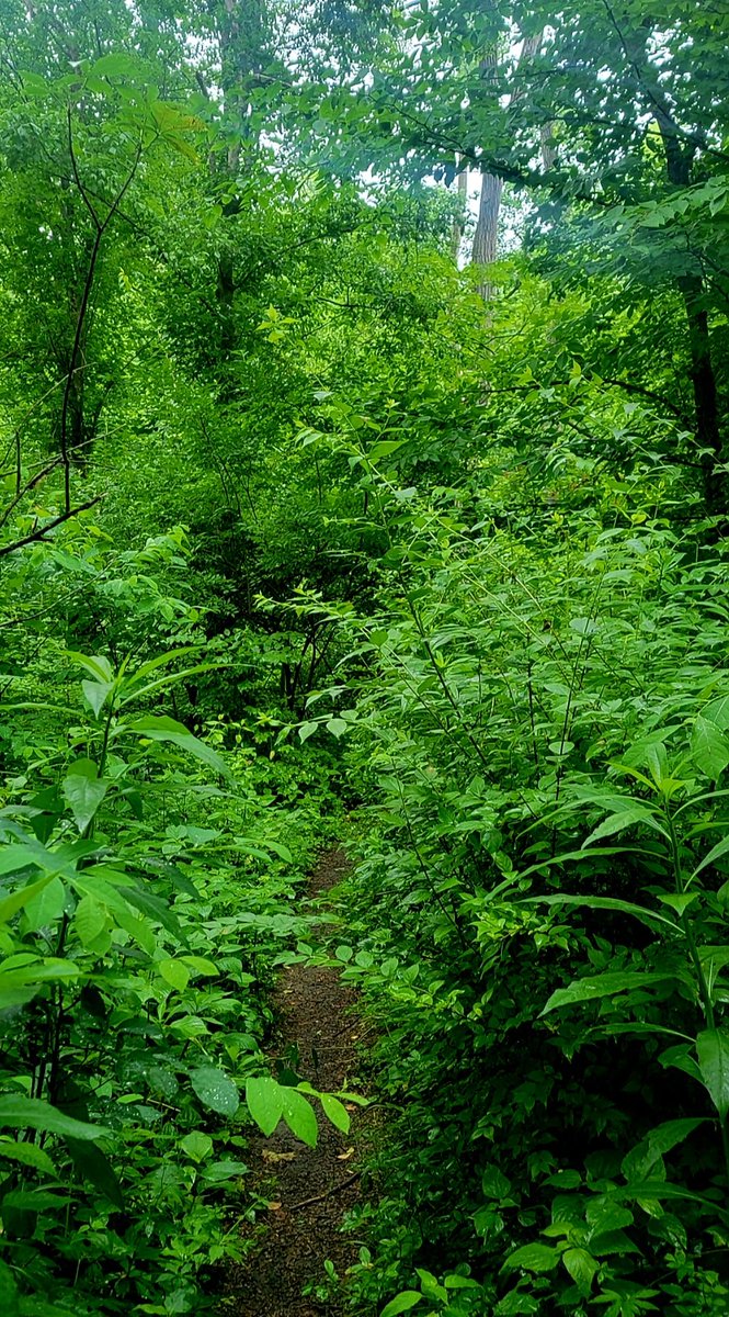 Rainy Sagamore Creek Trail! #hike #hiking #hikingadventures #photo #nature #NaturePhotography #photography #photographer #getoutside