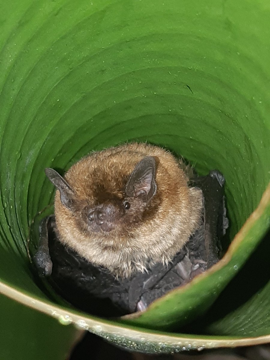 AmyPanikowski's tweet image. Friends, it's the end of the day. It's been a doozy🥴

Anyway, Day 2 (we start again!) of #BatNap/ #BatWatch 

I found Batrick toward the top part of the tattered leaf furl this morning. 🥰🦇

Banana #bat 
(Afronycteris nana)

@HonkIfUrHoary 🦇