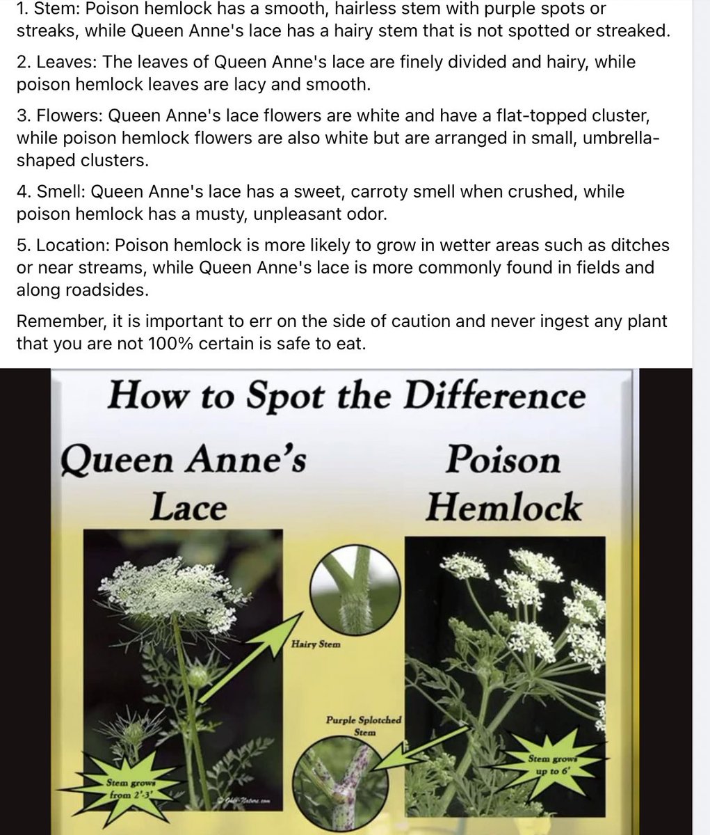 There are several ways to distinguish Queen Anne's lace from poison hemlock: ⚠️ Protect yourself and your pets ⚠️