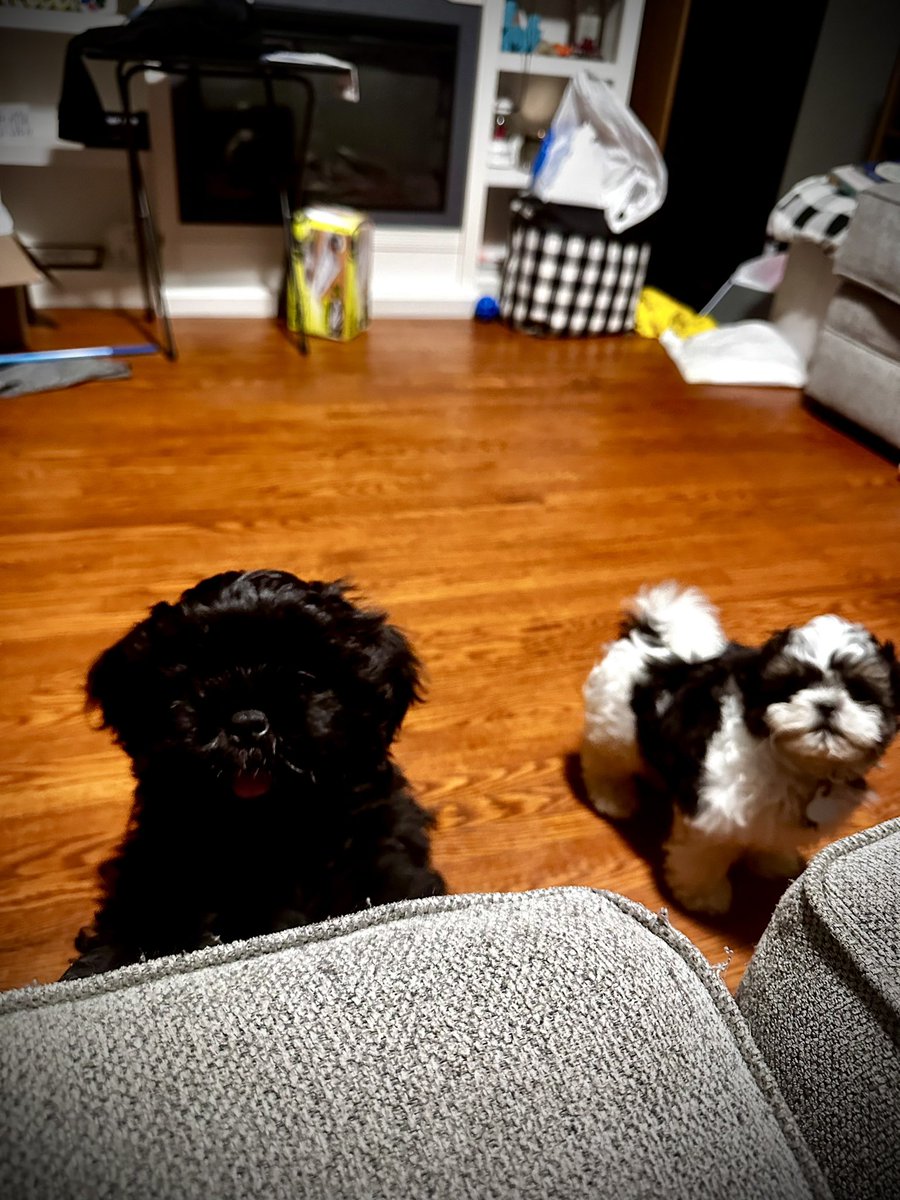 LogicsWife's tweet photo. Thank you @chewy! What a wonderful surprise! The boys are loving the tennis balls! #Sparky #Cosmo https://t.co/VVW7FsDUNl