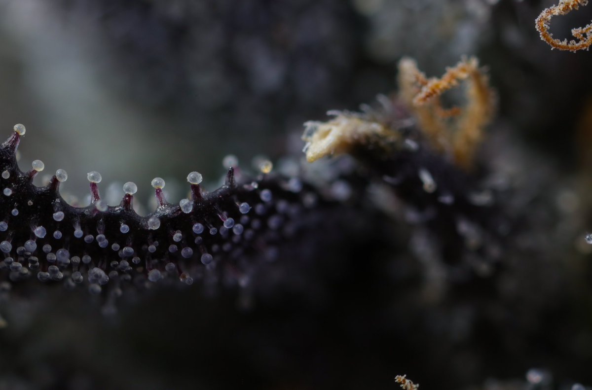 SofaKingHigh (@sofakinghigh_) on Twitter photo 