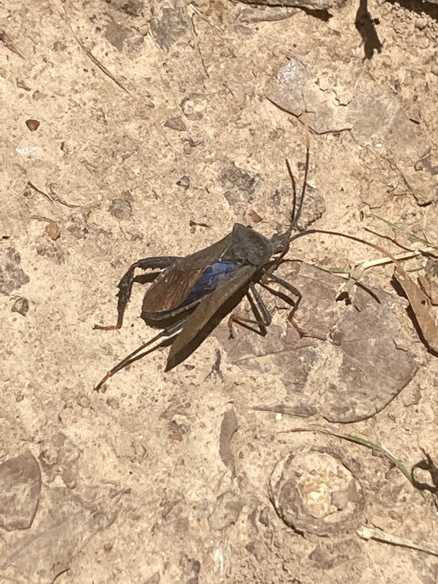 Beautiful blue on this reduviidae