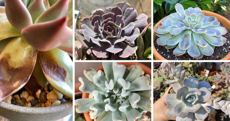 Succulents are beloved for their unique appearance, low maintenance requirements, and ability to thrive in various conditions. However, even these hardy plants can experience sunburn when exposed to excessive sunlight and heat.

asucculent.com/dealing-with-s…
