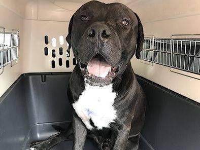 TomJumboGrumbo's tweet photo. His useless owner reclaimed him, now just days later he’s back as a stray – Byron #174197 is back in hell, TBK Thursday. Highly fearful and shut down, he’s needs a REAL family and a ‘Care Center’ that cares. Crying out for help, we need to save him - a VA to ME located family as a solo dog with age 13+ kids will allow him the second chance he deserves. Let’s save Byron! Please pledge RT!

https://t.co/RfwH5AvG7J