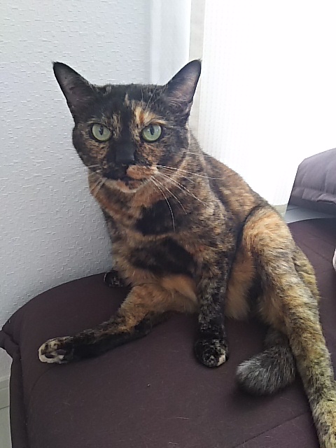 真は錆猫が好き サビ猫はいいぞ