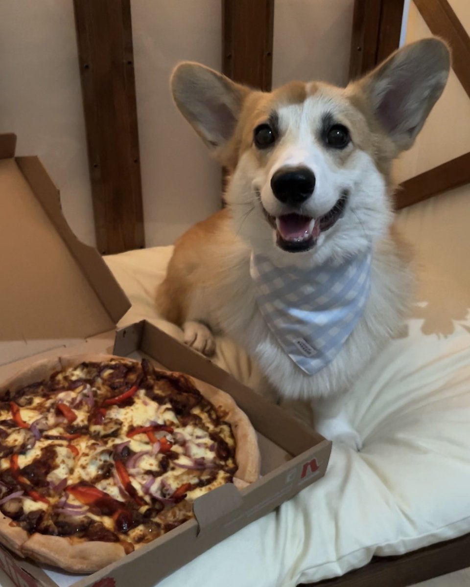 Moka the Corgi tweet media