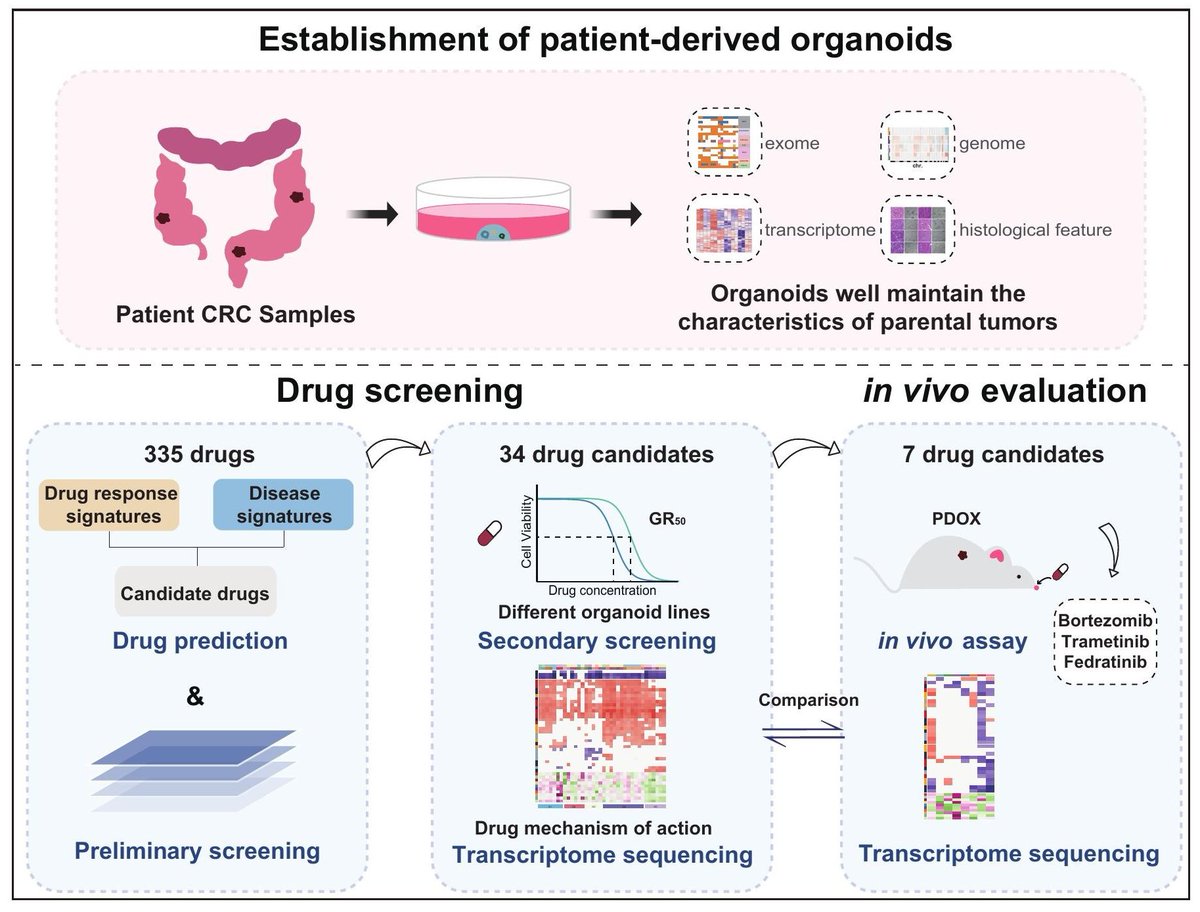 Scientists established human colorectal cancer (CRC) tumor-derived #organoids and developed a robust organoid-based drug screening system 🖥️ to efficiently identify repurposed drugs for CRC.

📌 bit.ly/3NsVGaq