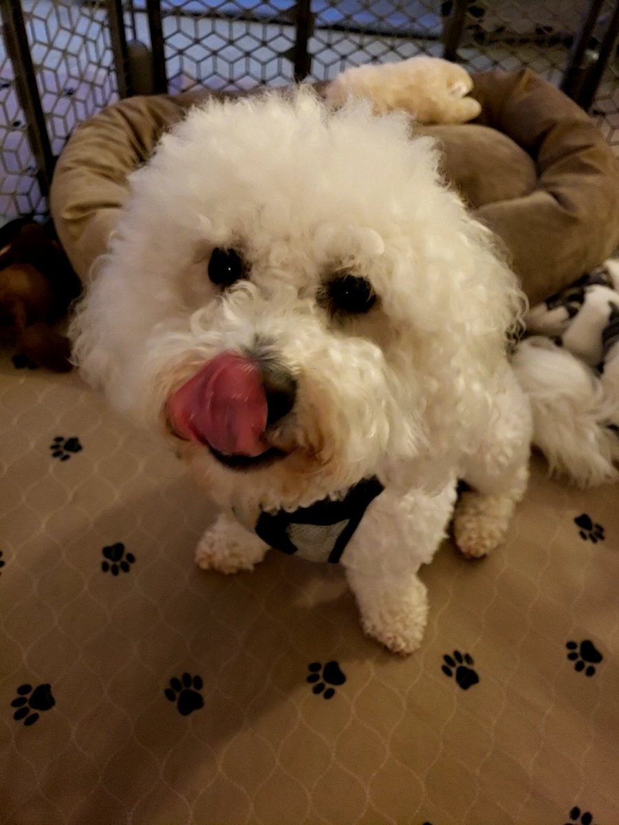 Happ ToT. Me's just got a nummy!!!

#dogsoftwitter #dogs #TongueOutTuesday