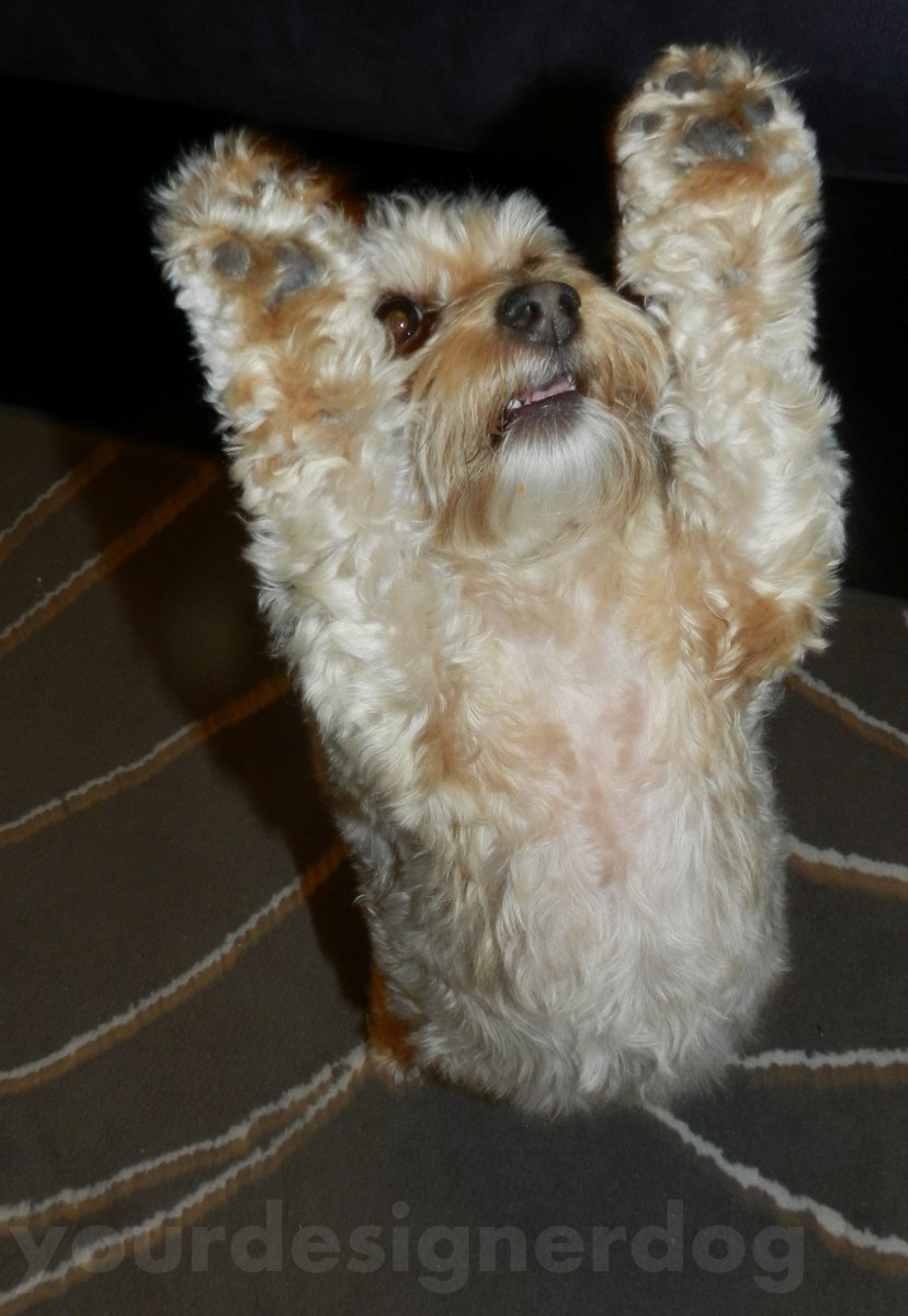 B is for Beg – #atozchallenge is.gd/5QOcro #atozchallenge #alphabetblogging #blog #cute #designerdogs #dogcommands