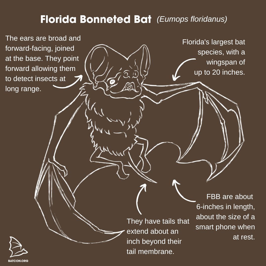 Bat Conservation International on Twitter: