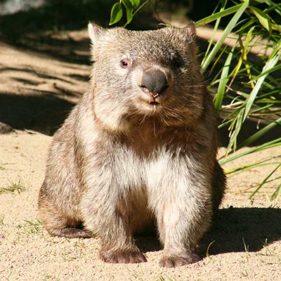 Happy motherfucking #WombatWednesday!!!!!!!!!!!