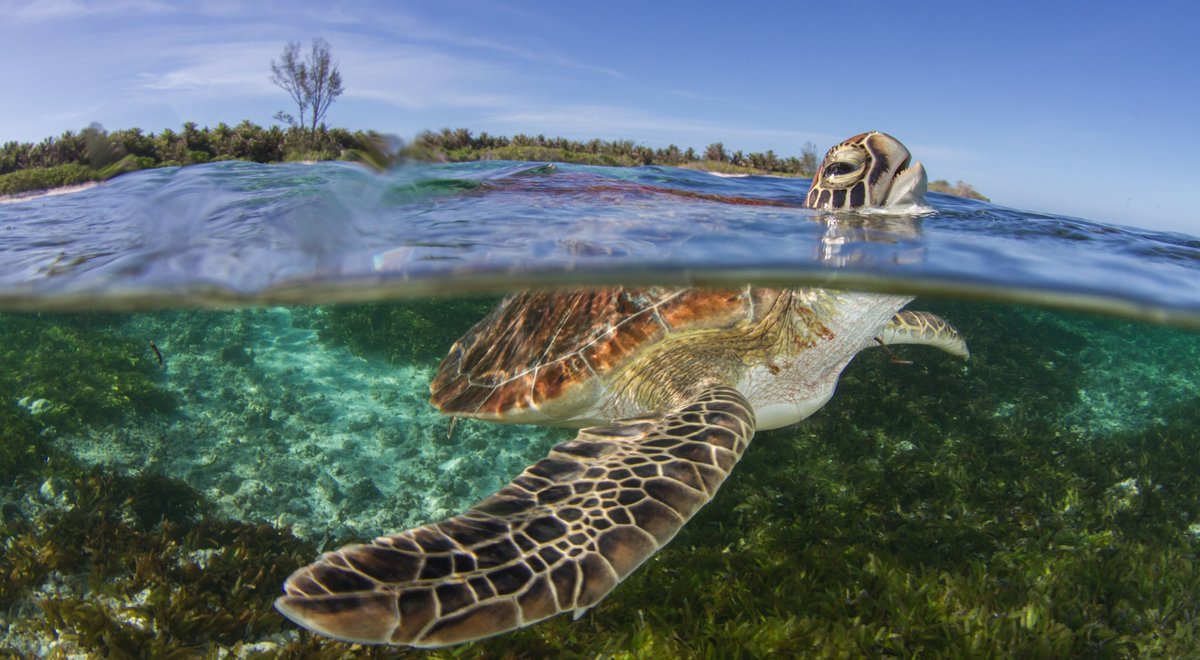 Ten Ways to Unlock an Ocean of Opportunity nature.org/en-us/what-we-… via @nature_org