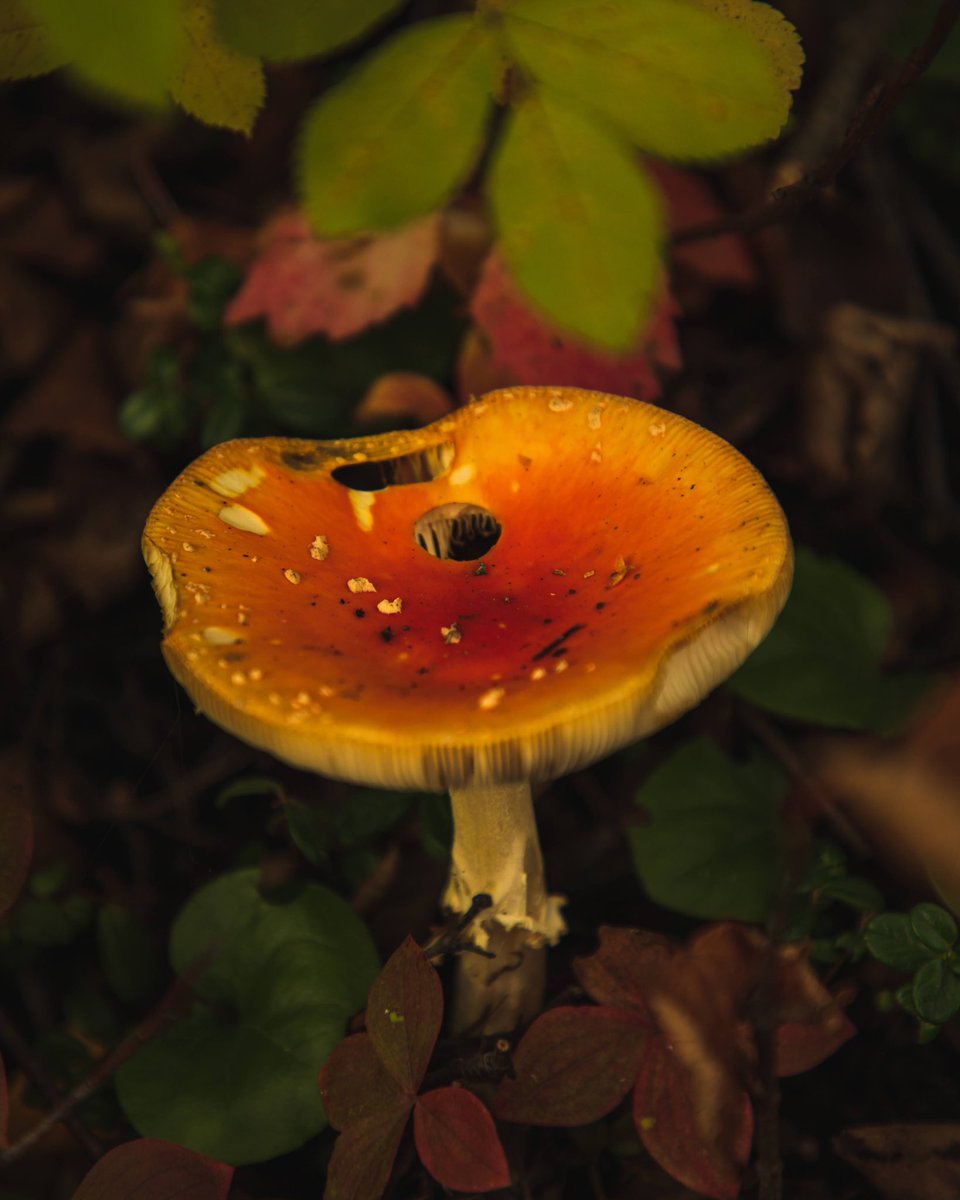 Cherith Brook tweet media