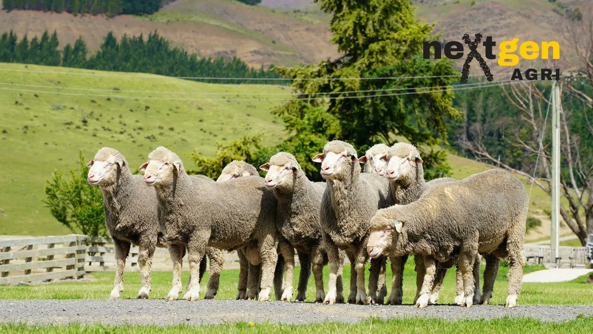 Get ready to dive into the world of ram buying with our soon to be released "Ram Buying Guide". Learn the ins and outs of ASBVs and unleash the power of genetic gain. Empower yourself for better breeding decisions. 🧬 📖
#ASBVExplained #ASBV #breedingvalues