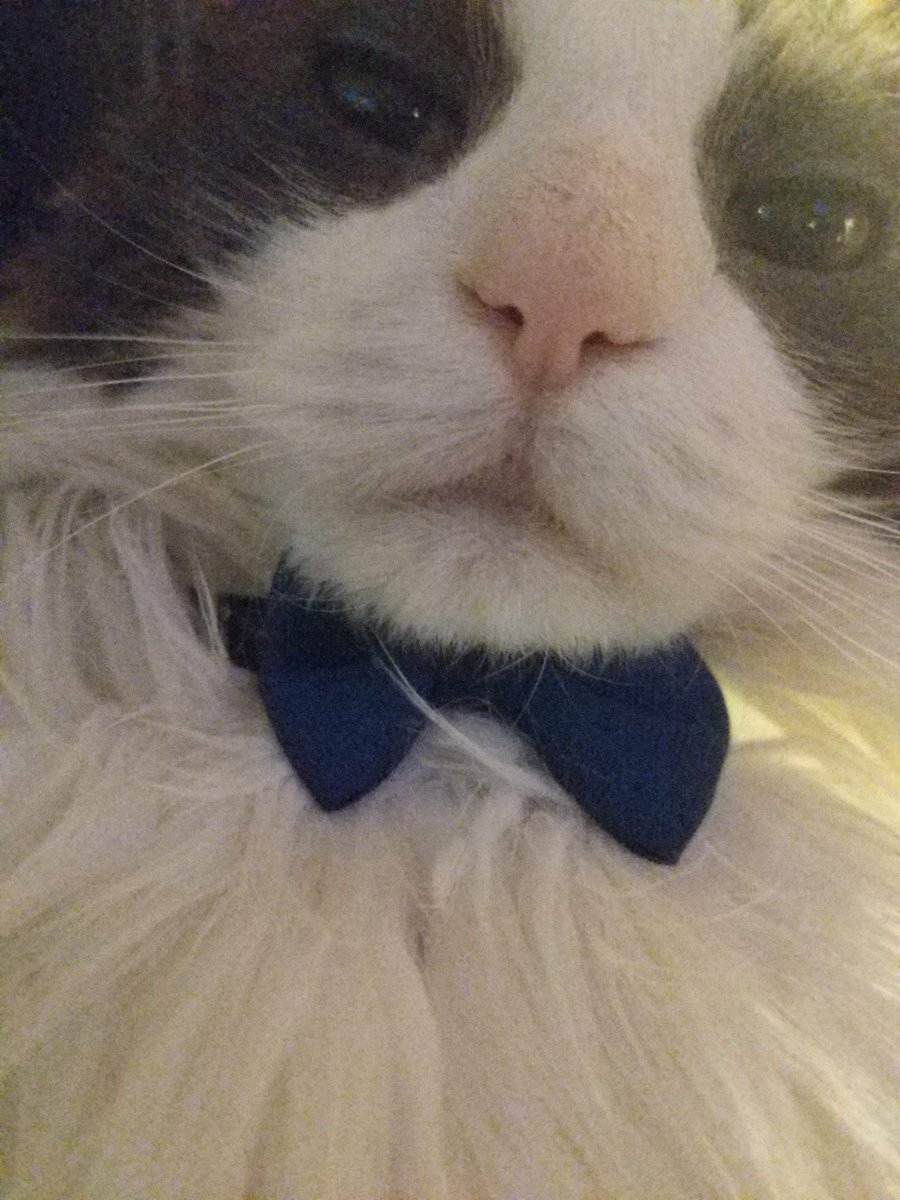 everyone always thinks their cat is the cutest

but this is different

he just is the cutest