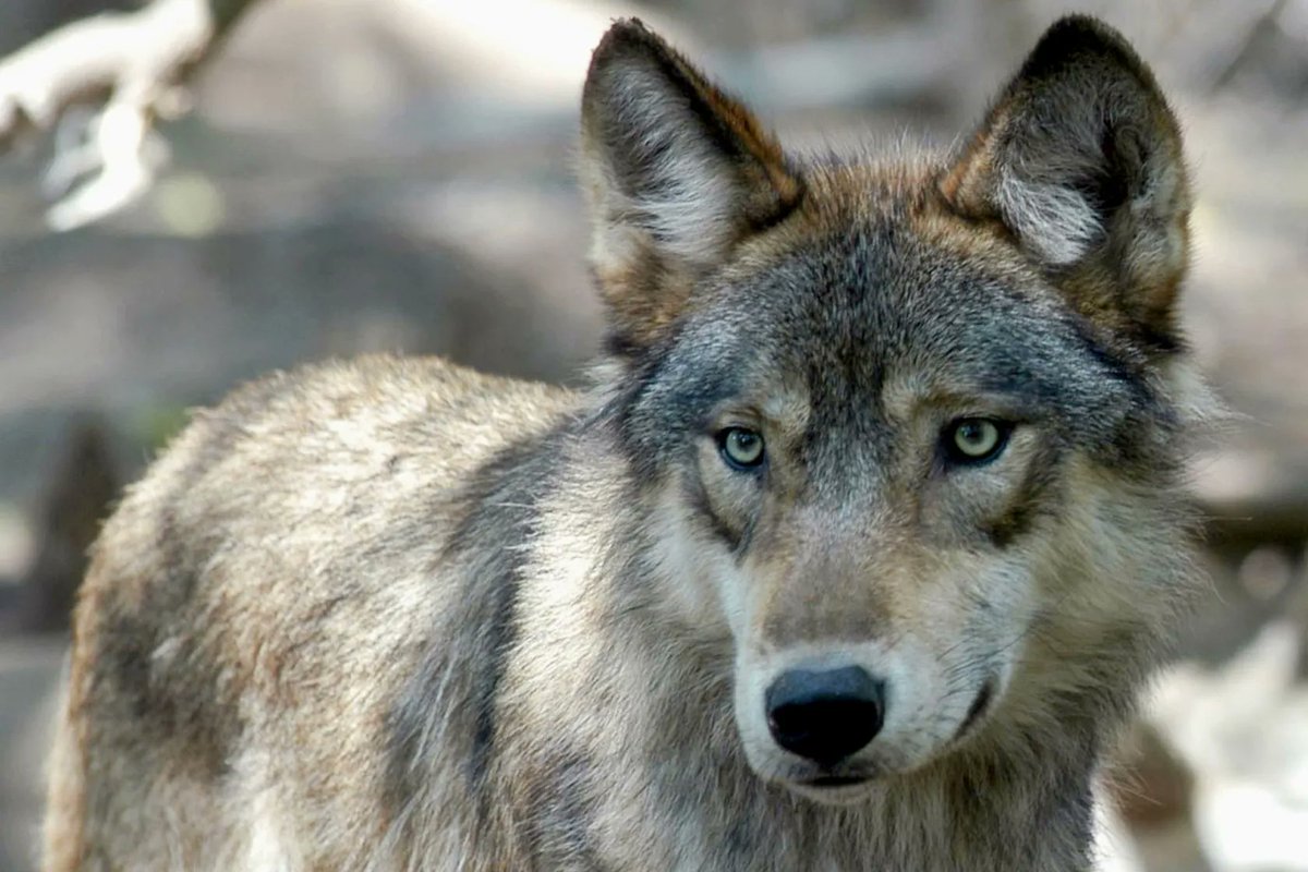 Don’t take away gray #wolves’ protection under Endangered Species Act without proper discussion chicago.suntimes.com/2023/6/26/2377… via @endangered