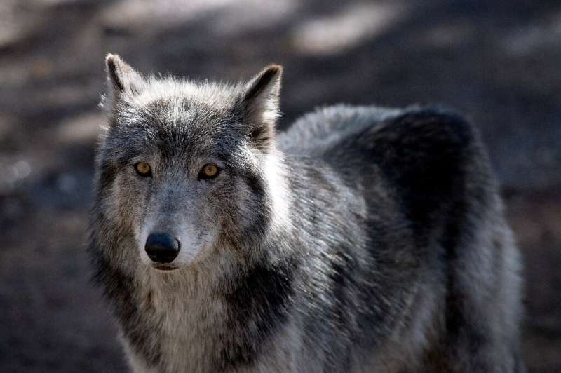 Like dogs, #wolves recognize familiar human voices phys.org/news/2023-06-d…