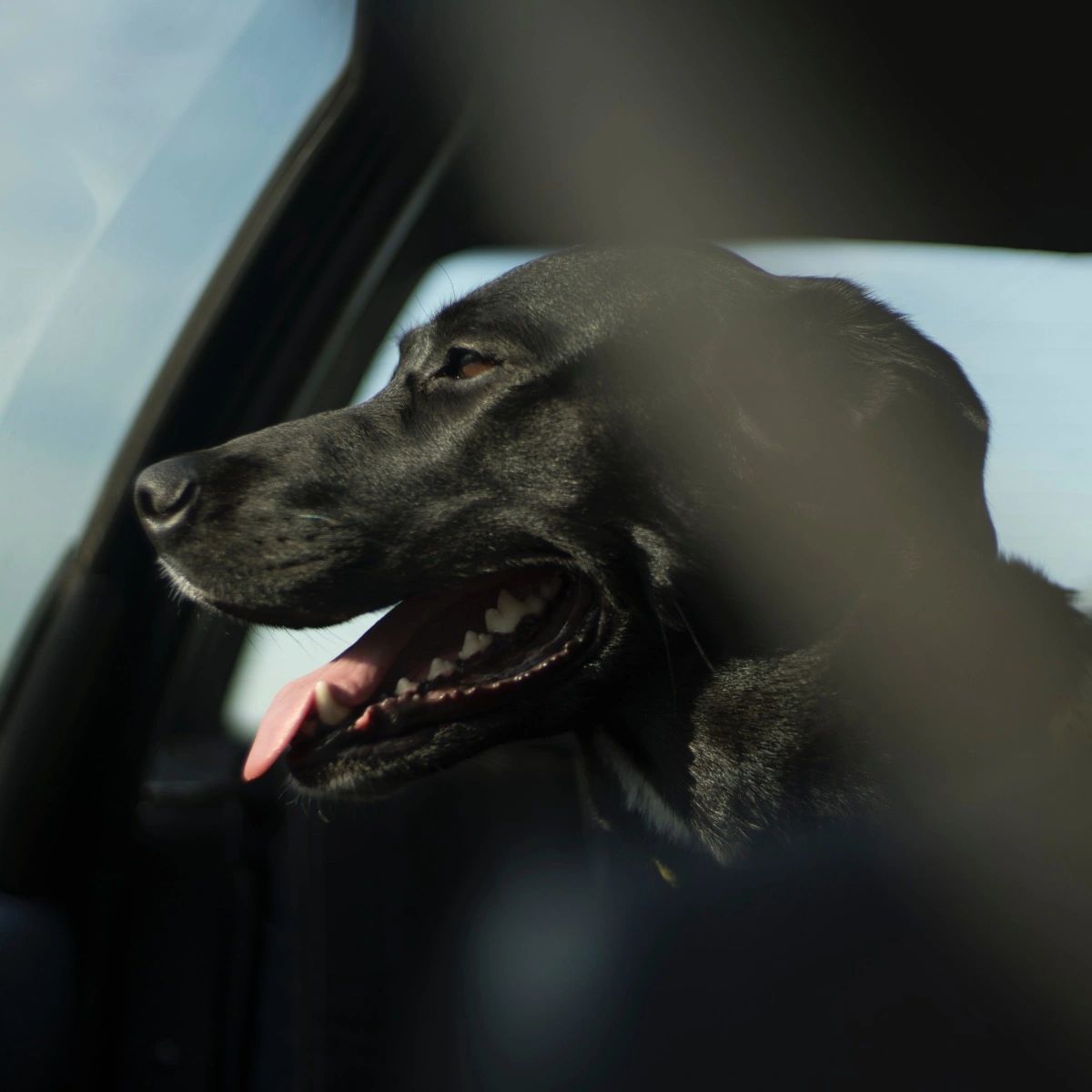BSBlovesdogs's tweet photo. In the summer, cars heat up quickly! In twenty minutes, the temperature can go up 20 degrees -- even with the windows cracked. Make sure to double-check that pets are not left inside. #DogsOfInstagram https://t.co/1CLr8ObkUp