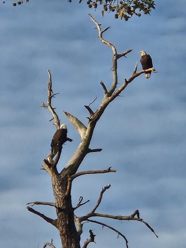 HistBathSiteNC's tweet photo. Seen near Bath, a couple of Bald Eagles observing the creek, photo by Keith Hunt.
#visitnc #bathnc #nchistoricsites #nchistoricbath #historicbathnc #historicbath_nc #bath #baldeagle #baldeagle #baldeagles #baldeaglephotography #baldeagle_lovers https://t.co/6E7NNUgi62