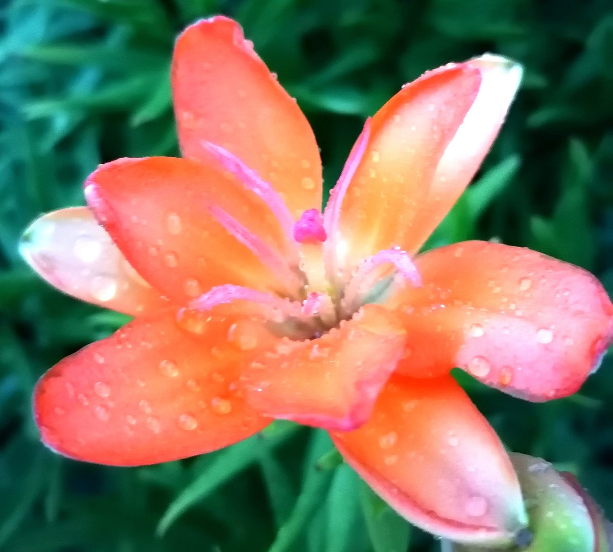 MarissaMaster's tweet photo. 🌸🌧️ https://t.co/RqmRgQjFKH