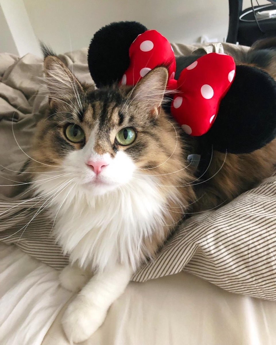 Samara Redway tweet media