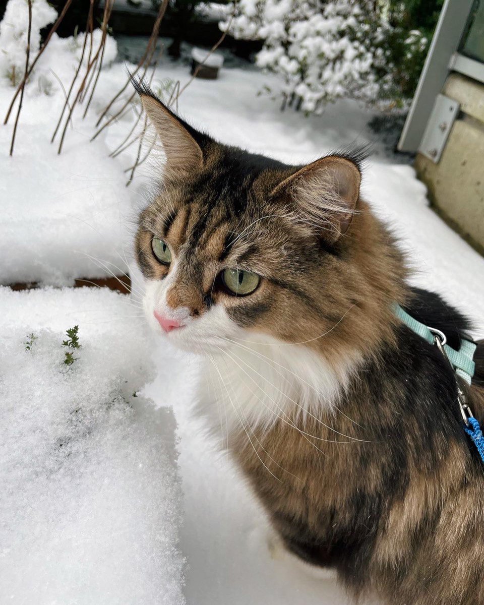 Samara Redway tweet media