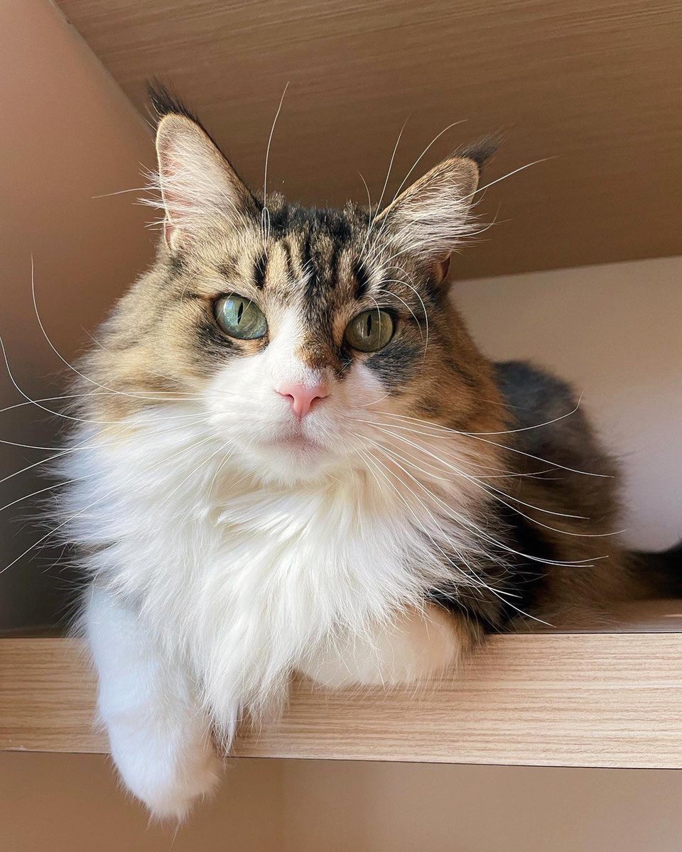 Samara Redway tweet media