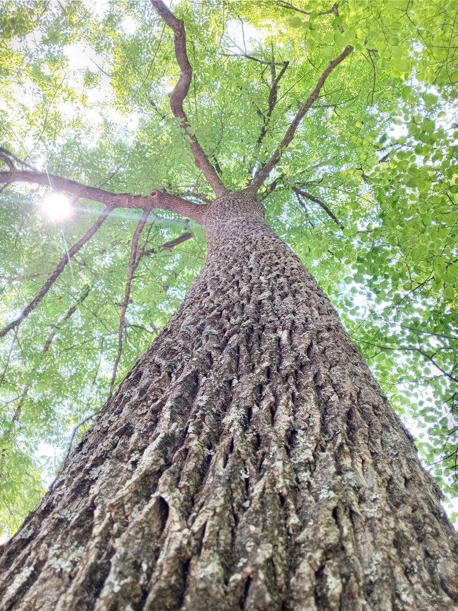 Don Cipollini tweet media