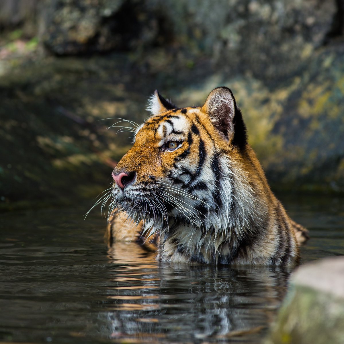 Cooling off! ☀️🌊

#TigerTuesday #Tiger #WildlifePhotography #Wildlife
