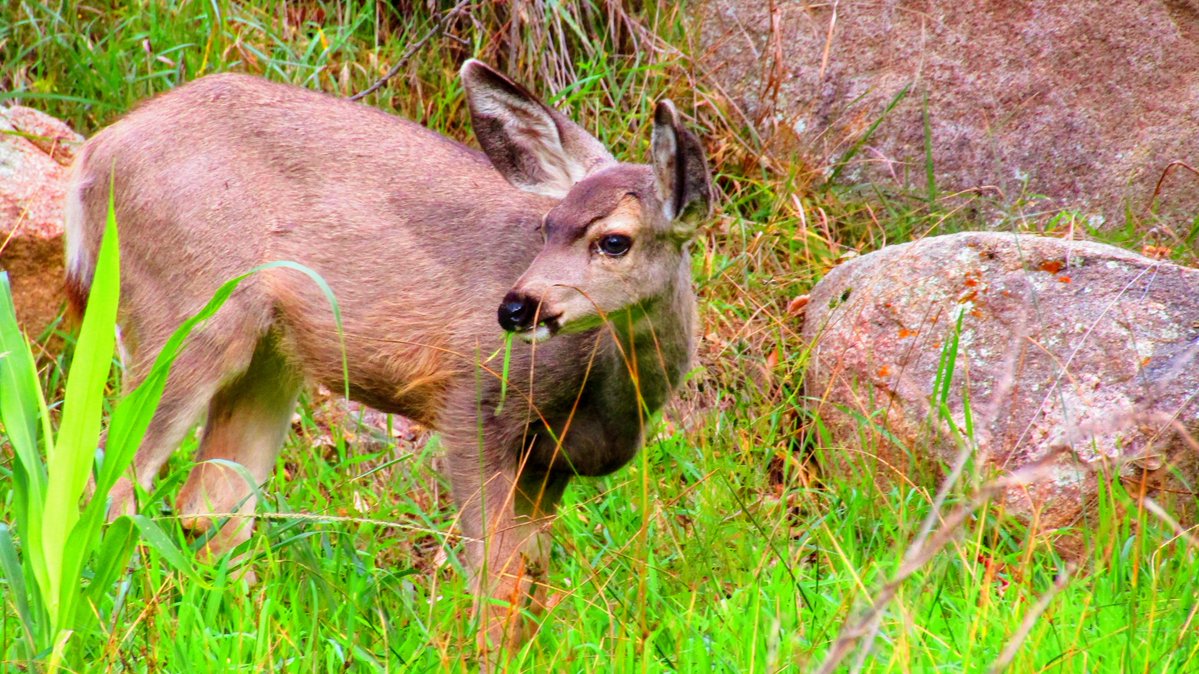 😶‍🌫️If ya follow, ya knew there'd be a little #deer in the timeline on #WildlifeWednesday! 🌿🦌🌿

🕉️

#NatureArt 
#WildlifePhotography 
#WildlifeArt 
#NaturePhotography 
#MuleDeer 
#AnimalLovers 
#Channel169