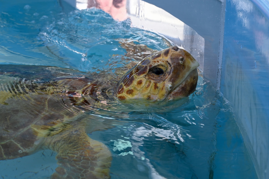 Sweet Potato is getting released! Join us for a public release on Thursday, June 29th at 10AM as we say goodbye to Sweet Potato! We advise you wear sun protection: a hat, cool clothing, and sunscreen, and bring a reusable water bottle!