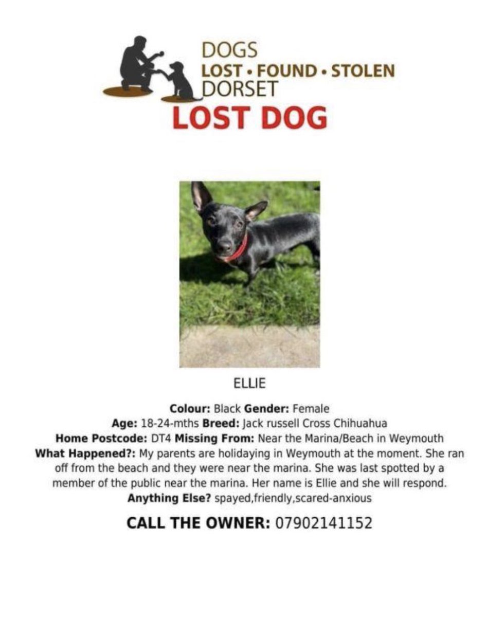 LOST dog Ellie, a black Jack Russell cross Chihuahua, ran off from Weymouth beach and was last seen near the marina. Eyes Peeled #Weymouth #Weymouthbeach #weymouthmarina #doglostuk