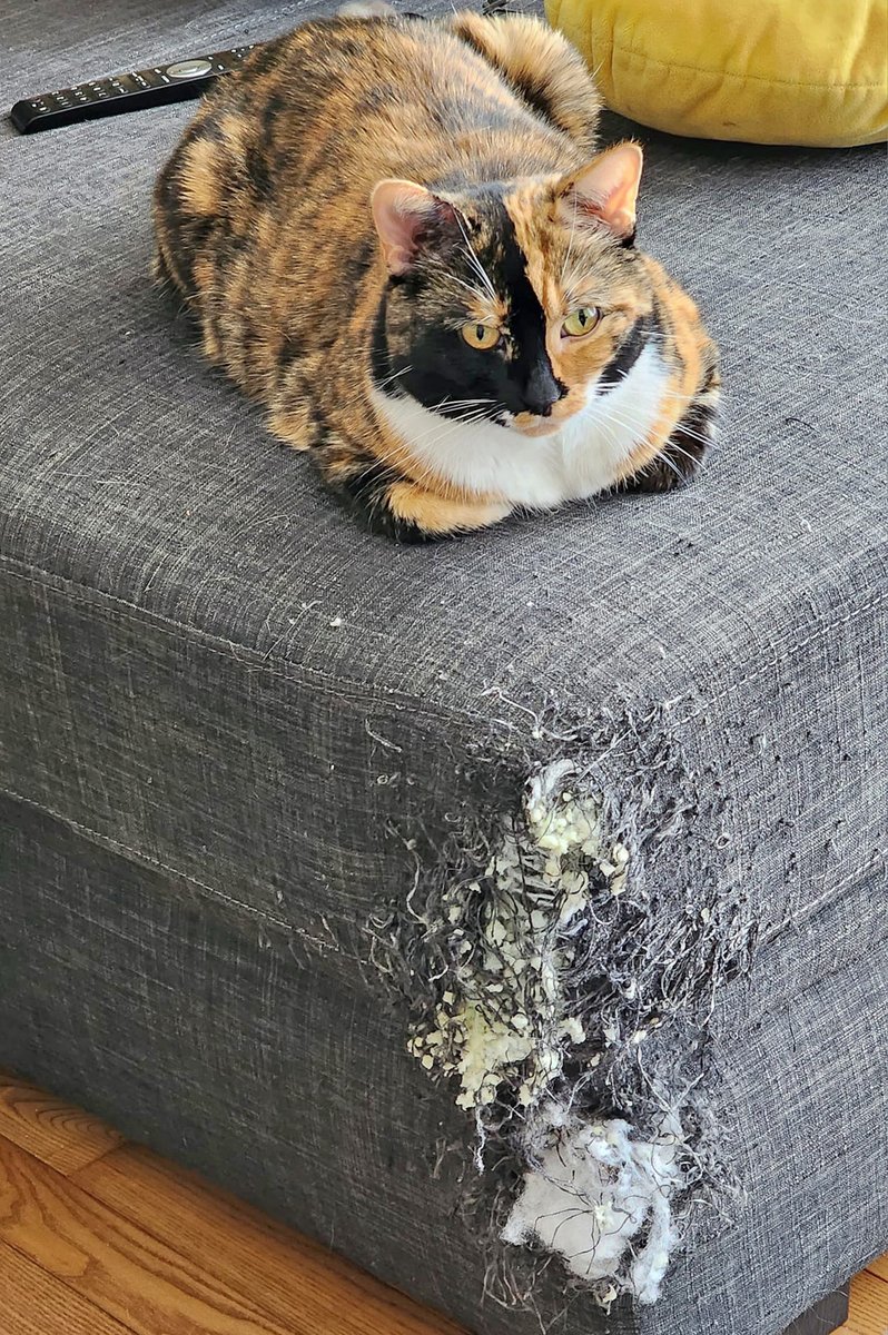 LorenzoTheCat's tweet photo. With a beautiful face like that she can get away with anything. And she knows it. https://t.co/80wCKuJbUr