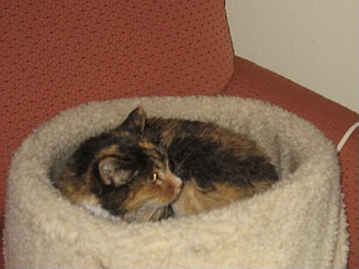 @LorenzoTheCat Tortitude. Reminds me of my Pounce who has been gone many years but will never be forgotten.