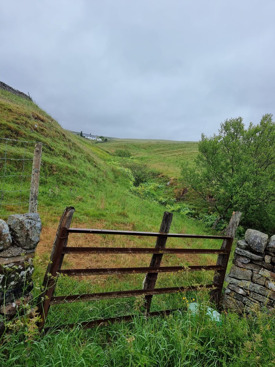Shocked to see how Alchemilla mollis has 'invaded' this stream at Langdon Beck, Teesdale today whilst leading an Alchemilla training day. A. mollis is increasingly becoming a real problem