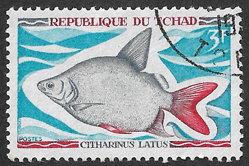 1969 Chad Native Freshwater Fish Moonfish (Citharinus latus) 3F #stamp #stampcollecting #stamps #philately #animals #fish #Chad #nature