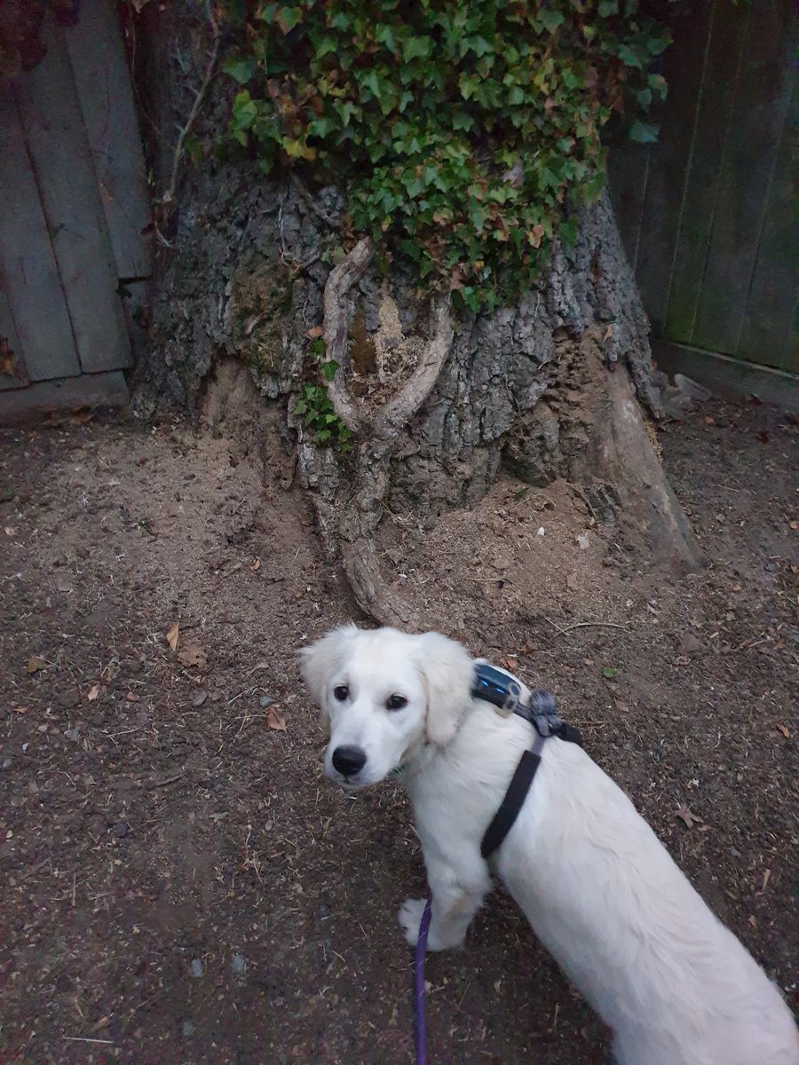 winludivine's tweet photo. Look! An old tree for #ThickTrunkTuesday. Thank you Josie. All part of my #CosyWeb. https://t.co/NGMfbrT3Qq