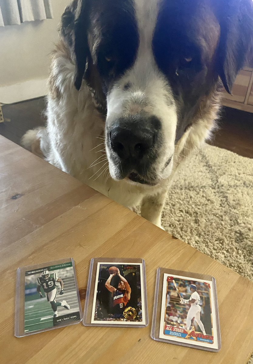 Thank you @Buydirectsports for the free vintage cards! Going right in the collection and Nova didn’t drool too much on them! #buydirectsports #TradingCards #sportscards